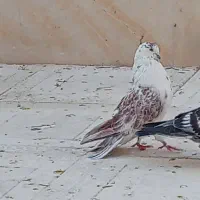 کبوتر نوک ریز پرشی