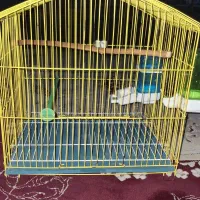 قفس مرغ عشق یاقناری