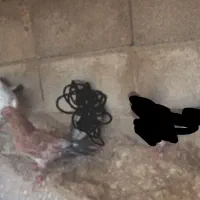 کفتر