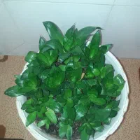 گل سانسوریا پاکوتاه