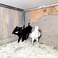 کفتر نر مفت