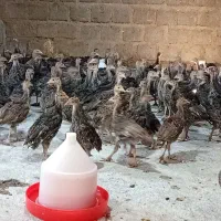 فروش جوجه بوقلمون برنز 50روزه