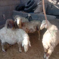 میش