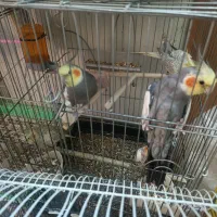 فروش عروس هلندی