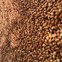 سنجد درشت و ریز اعلا