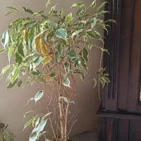 گل بنجامین