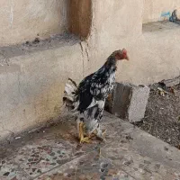 فروش دو عدد جوجه نژادی خوب به فروش می‌رسد