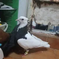 کفتر طوقی سیاه  کاکلی نر