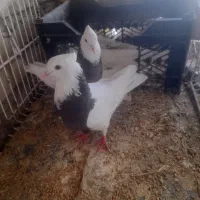 کبوتر طوقی