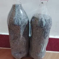 بذر