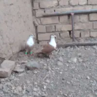 جفت کرباتی به.شرط