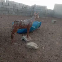 کهره نر میچاک