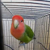 کوطوله برزیلی