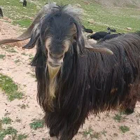 بز نر فروشی