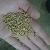 گندم و کود