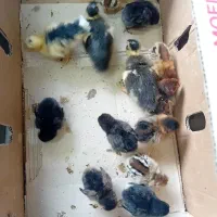 جوجه محلی  قاسم اباد اندیشه