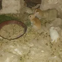 خرگوش جاینت