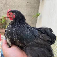 خروس کوشین اصیل
