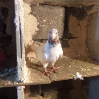 کبوتر|پرنده|مریوان, |دیوار