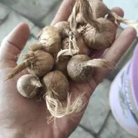 پیاز زعفران