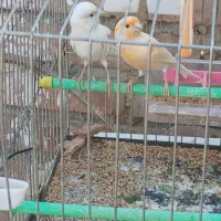 قناری‌نروماده