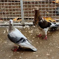 کبوتر یا کفتر