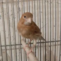 قناری ماده