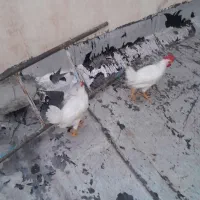دو عدد خروس جوان و سرحال