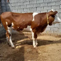 گوساله ماده