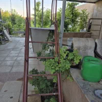 سرسره وتاب