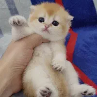 بچه گربه اسکاتیش گلد طلایی