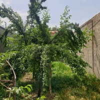 ویلایی-سند-دار