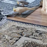 یک جفت عروس هلندی دست آموز یکساله وهفت ماهه