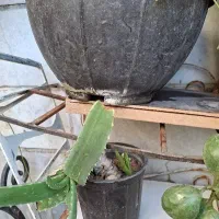 گل و|گل و گیاه طبیعی|شیراز, شریفآباد|دیوار
