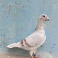 مسافتی گوره و سخریچ عراق