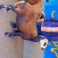 یک راس شیشک ویک میش در جه یک