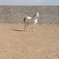 مادیون