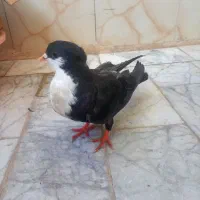 کبوتر