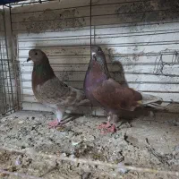 کبوتر|پرنده|پارس‌آباد, |دیوار