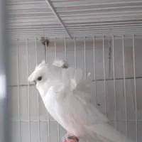 مرغ عشق پروانه ای نر