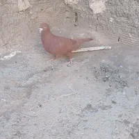 ماده سرخ کرمانی فروشی است