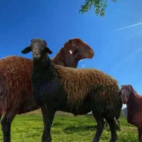 گوسفند نژاد اصیل درجه یک افشاری جهت قربانی زنده