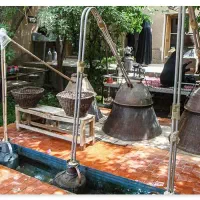 گلاب کاشان