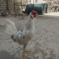 خروس گلین