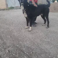 سگ سرابی
