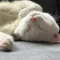 گربه اسکاتیش