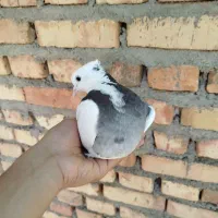کفتر