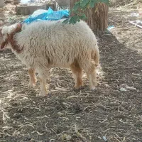 کوسفند ماده