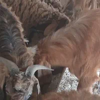 بزغاله نر باب قصابی و کشتار