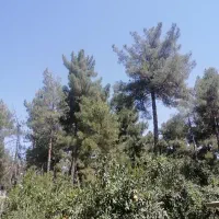 فروش-باغ-گویم